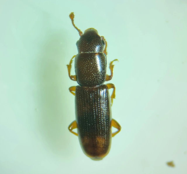 Rhizophagus bipustulatus - kétpettyes törekbogár Rhizophagus bipustulatus - kétpettyes törekbogár