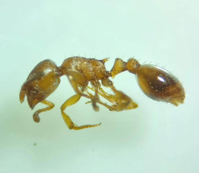 Temnothorax crassispinus - gubacslakó kéreghangya