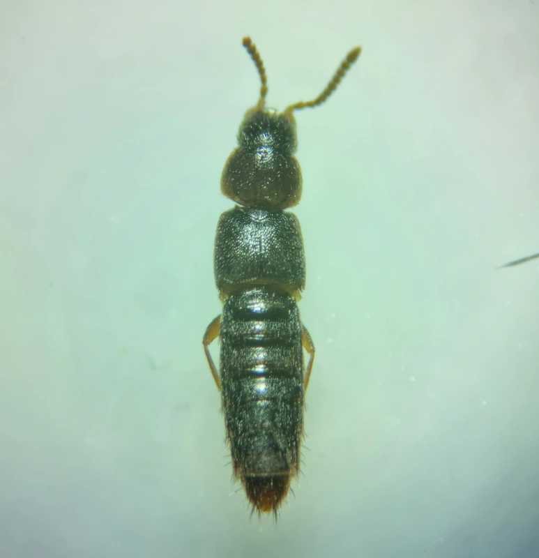 Oxypoda vicina - erdei pudvaholyva