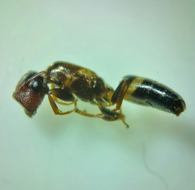 Colobopsis truncata - kapushangya