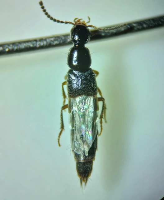 Philonthus concinnus - közönséges ganajholyva
