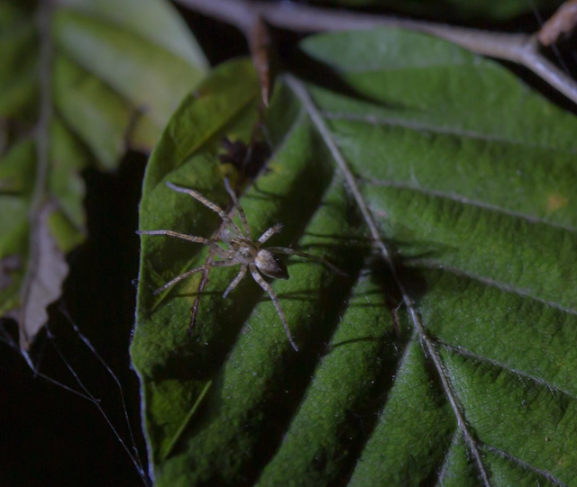 Anyphaena accentuata - jegyespók