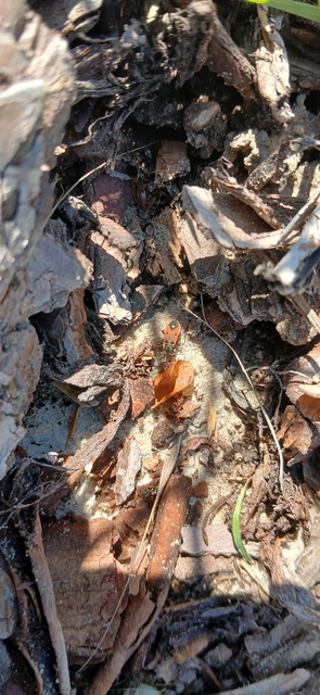 Melanocoryphus tristrami