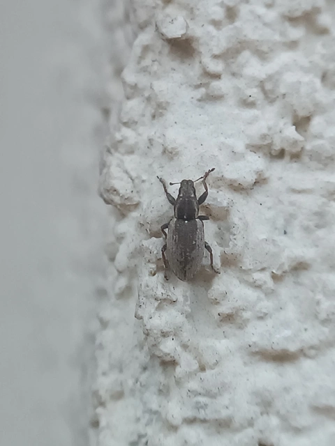 Sitona humeralis - lucerna-csipkézőbogár