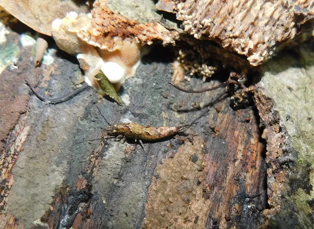 Archaeognatha - Ugróősrovarok