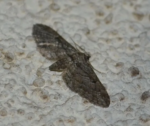Eupithecia ericeata - feketefenyő-törpearaszoló