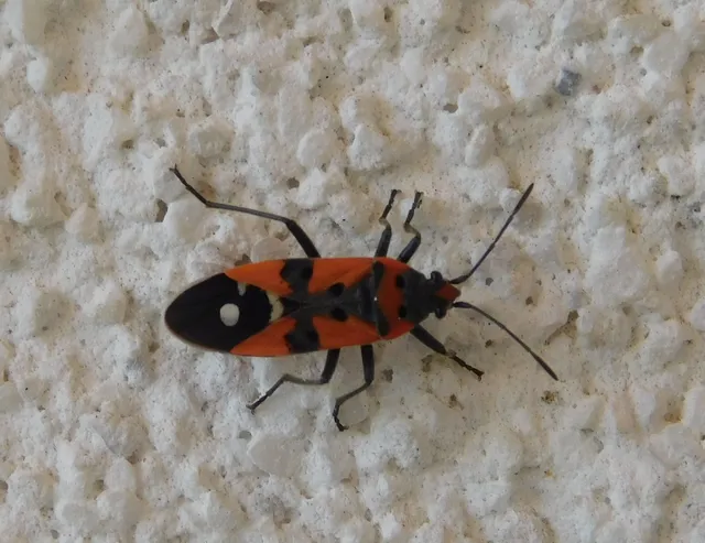 Lygaeus equestris/simulans