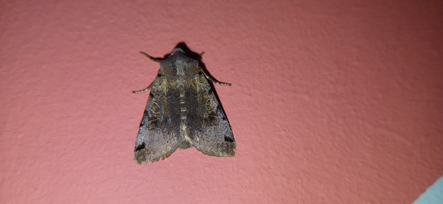 Anchoscelis litura - tarka őszibagoly