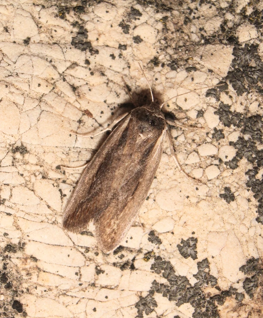 Epimecia ustula - ördögszem-apróbagoly