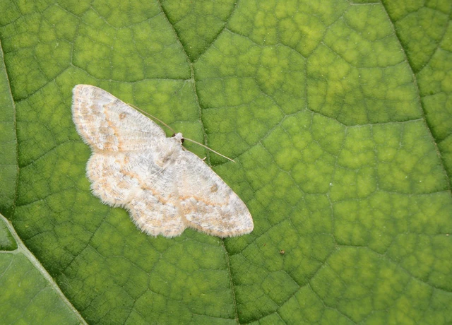 Charissa variegata - tarka sziklaaraszoló