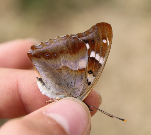 Apatura ilia - kis színjátszólepke