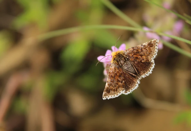 Apaustis rupicola - kakukkfű-törpebagoly Apaustis rupicola - kakukkfű-törpebagoly