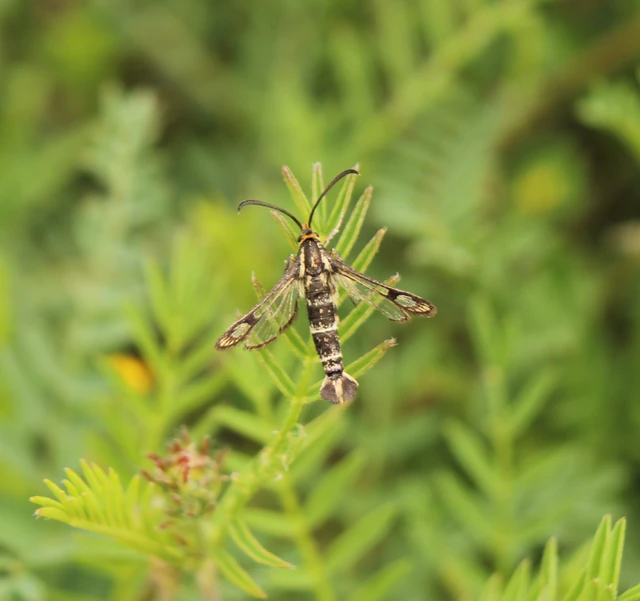 Sesiidae - szitkárfélék