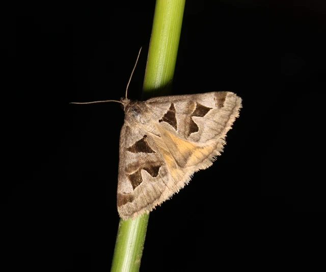 Gonospileia triquetra - kakukkfű-nappalibagoly