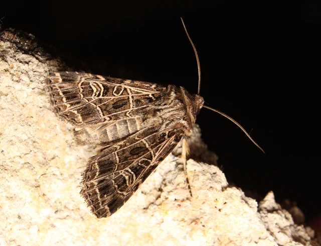 Heliophobus reticulata - fehéreres kertibagoly
