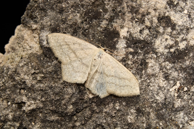 Scopula nigropunctata - feketepettyes araszoló