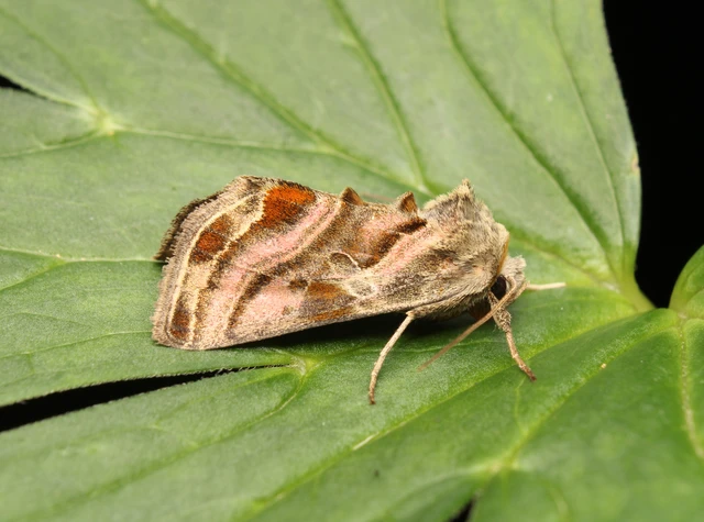 Euchalcia variabilis - sisakvirág-aranybagoly