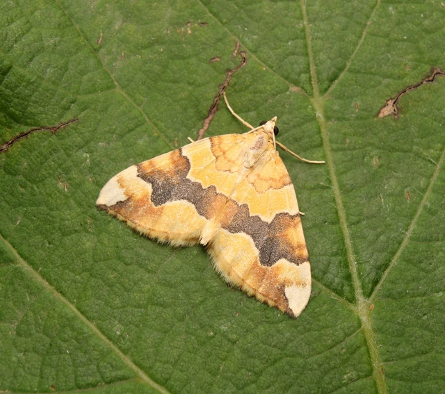Cidaria fulvata - rózsaaraszoló