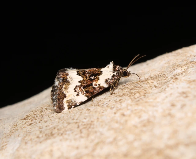 Deltote deceptoria - tölgyes apróbagoly