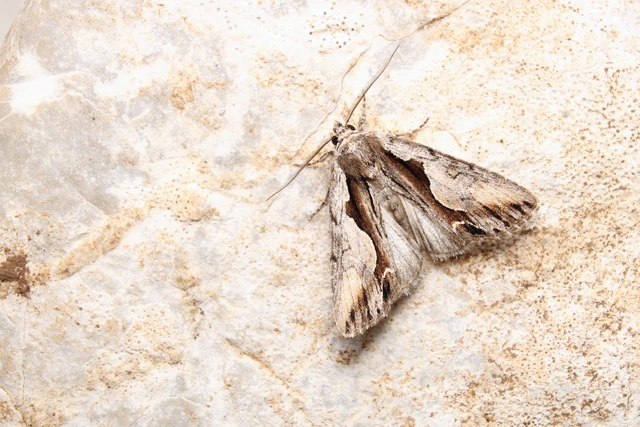 Calliergis ramosa - lonc-apróbagoly