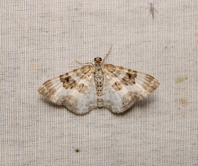 Epirrhoe rivata - ékfoltos tarkaaraszoló