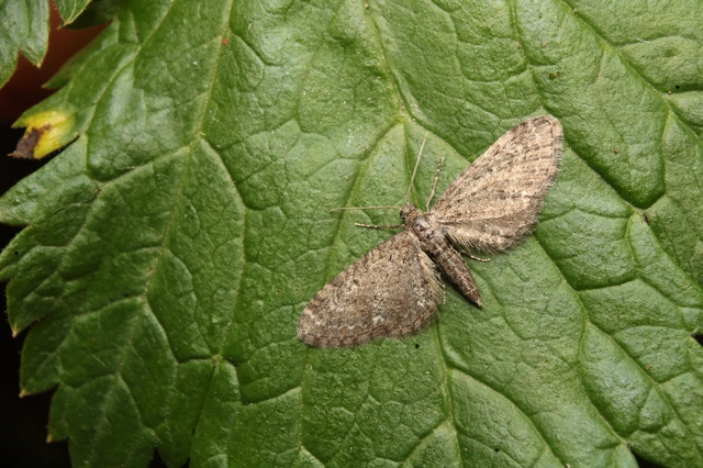Eupithecia vulgata - közönséges törpearaszoló