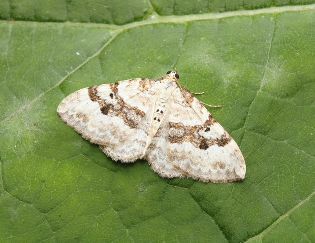 Xanthorhoe montanata - hegyi tarkaaraszoló