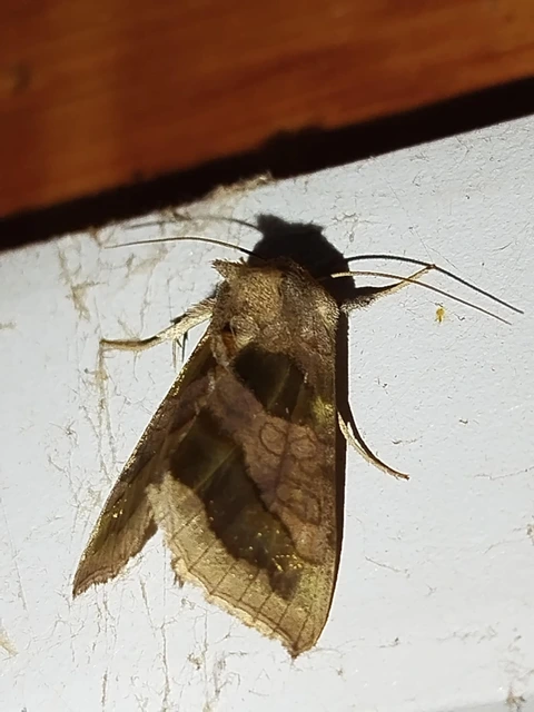 Diachrysia chrysitis - aranybagoly