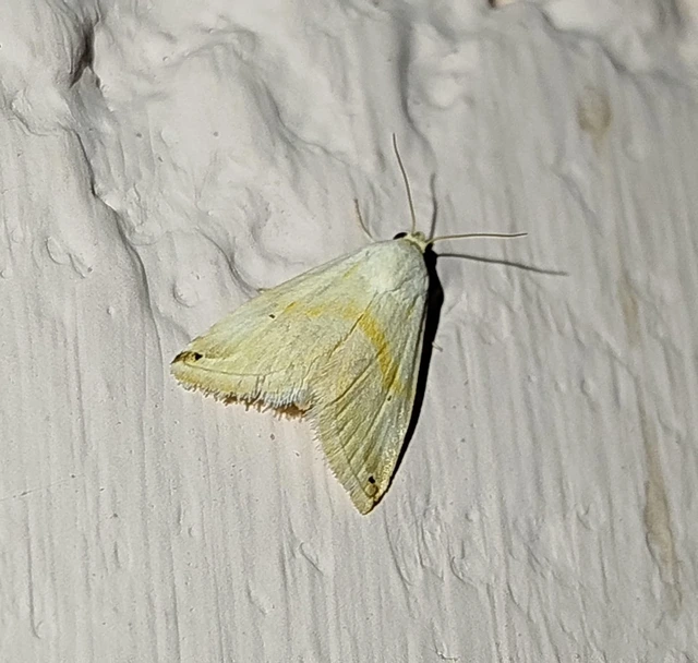 Eublemma ostrina - hosszúszárnyú törpebagoly