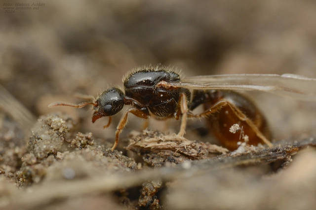 Solenopsis fugax - tolvajhangya
