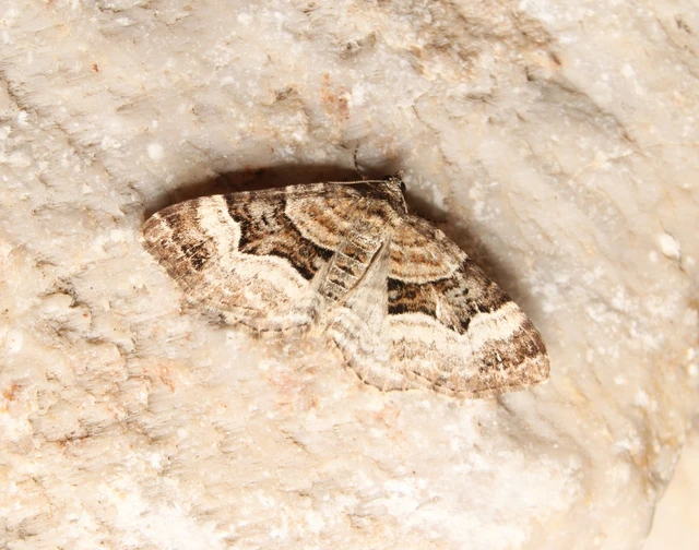 Xanthorhoe biriviata - kétsávos tarkaaraszoló
