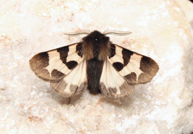 Watsonarctia deserta - tarka medvelepke