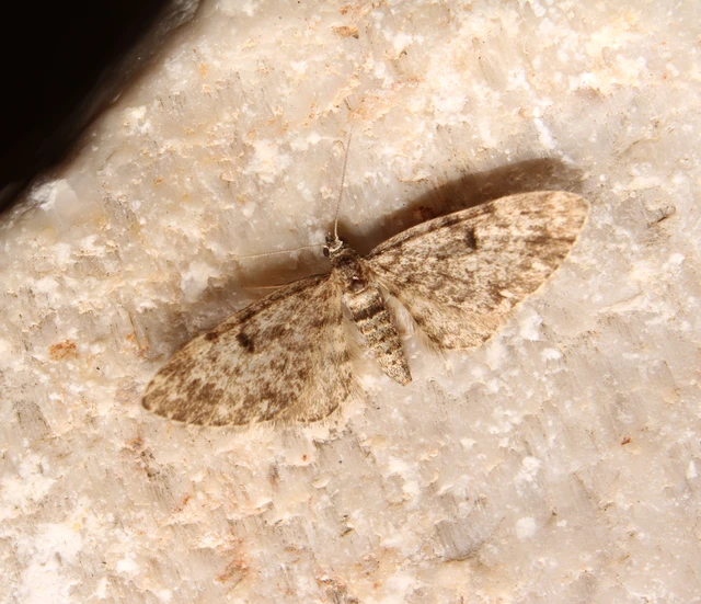 Eupithecia tantillaria - feketegyűrűs törpearaszoló