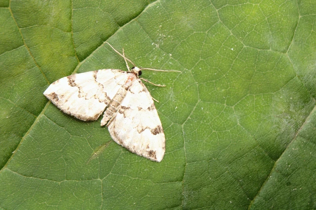 Colostygia pectinataria - zöld levélaraszoló