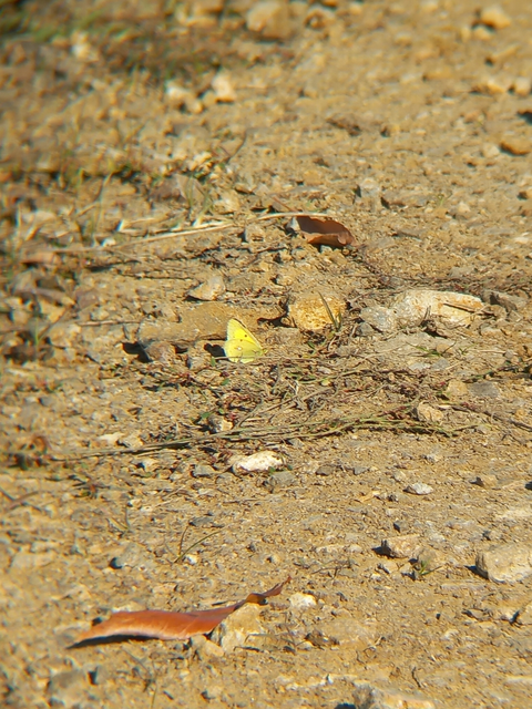 Colias erate - csángó-kéneslepke