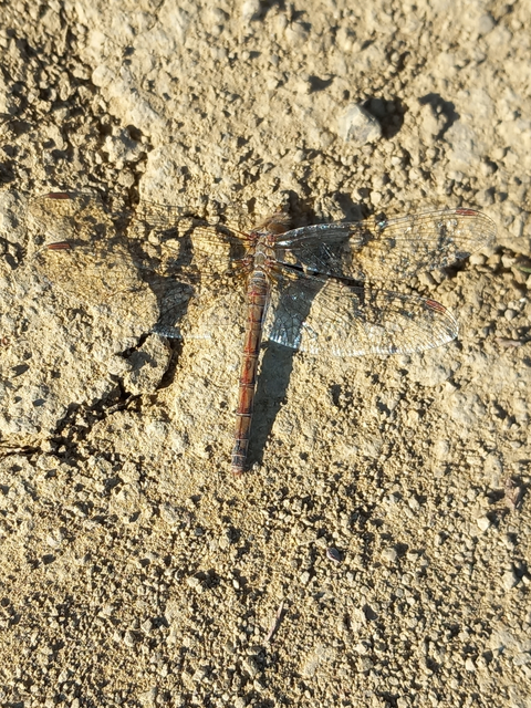 Sympetrum striolatum - harántsávos katona-szitakötő