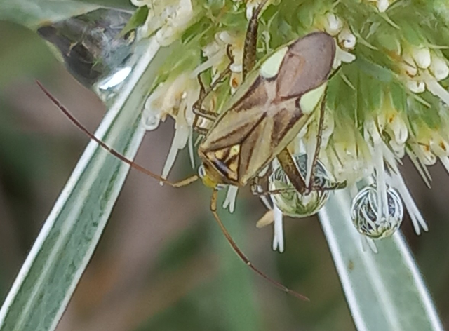 Adelphocoris lineolatus - lucernapoloska
