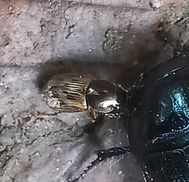 Aphodius obliteratus - sötétjegyű trágyabogár