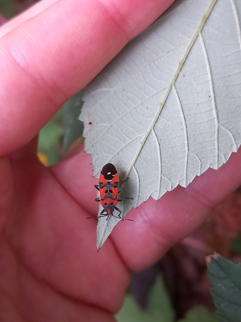Lygaeus equestris/simulans