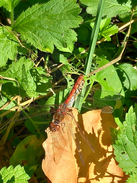 Sympetrum striolatum/vulgatum/meridionale