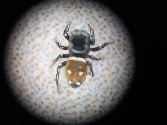 Heliophanus