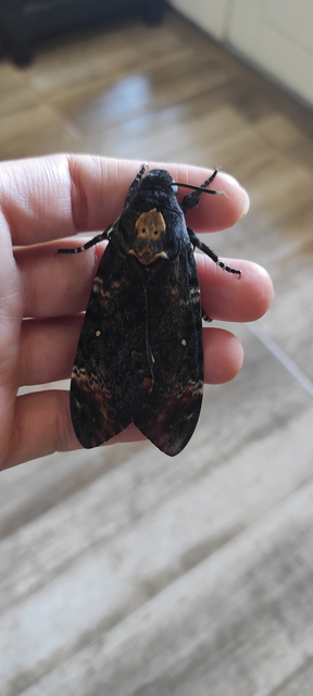 Acherontia atropos - halálfejes lepke