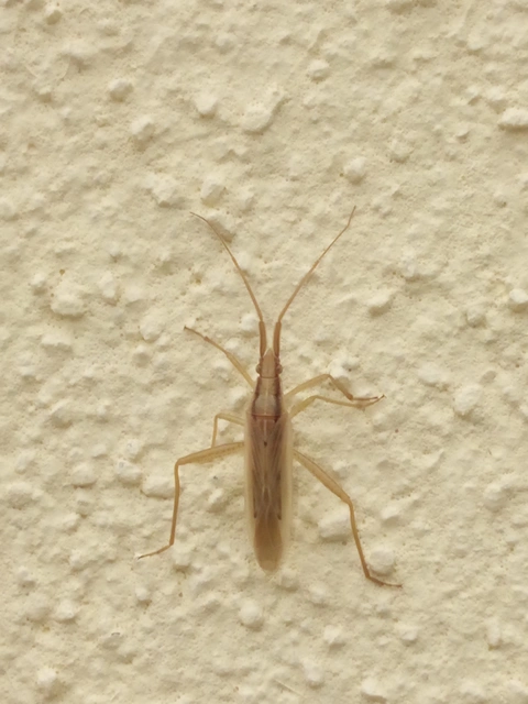 Stenodema