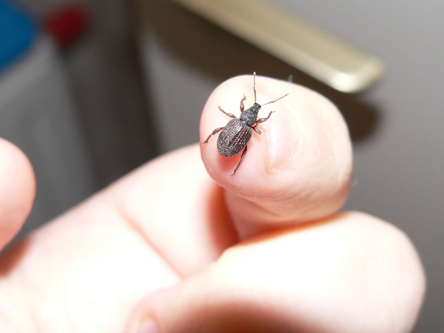 Otiorhynchus rugosostriatus - szamóca-gyalogormányos