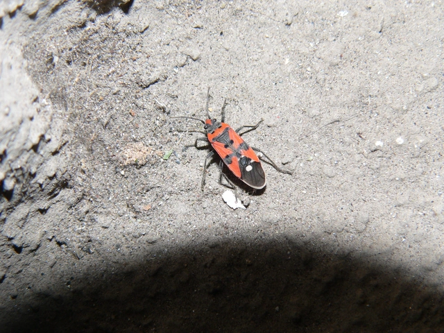 Lygaeus equestris/simulans