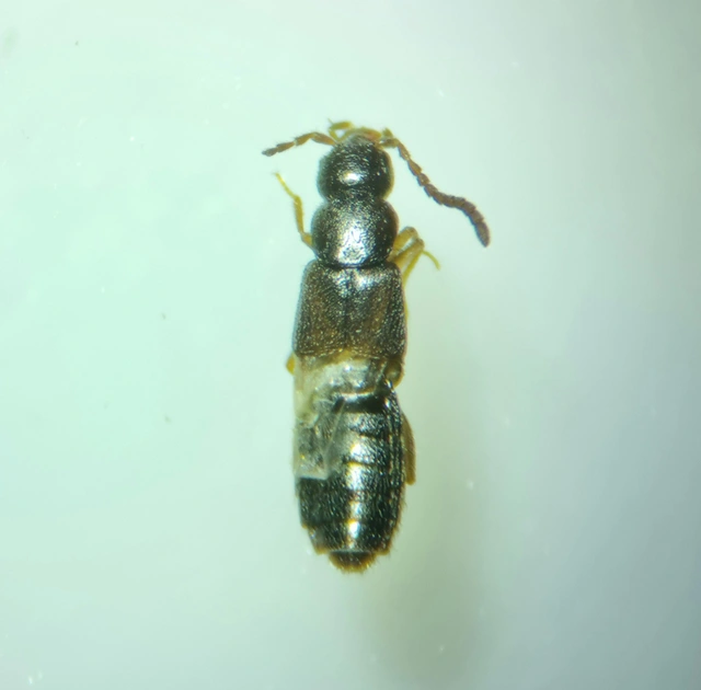 Aloconota gregaria - gödröshátú humuszholyva