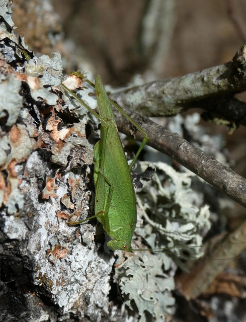 Phaneroptera nana - pontozott repülőszöcske