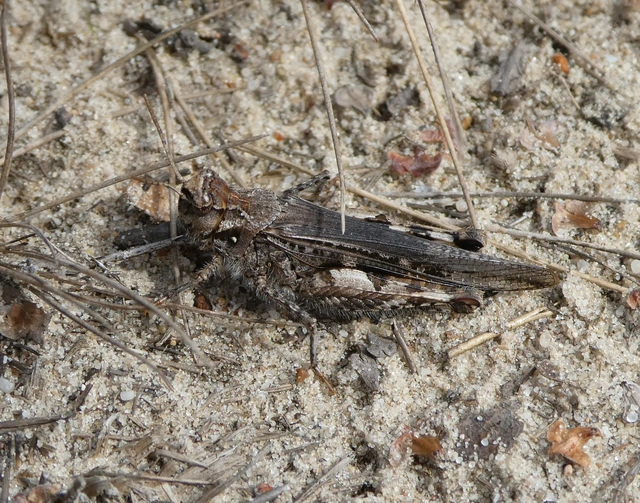Acrotylus insubricus - önbeásósáska
