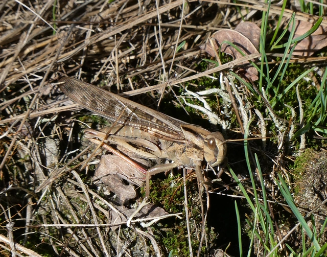 Locusta migratoria - keleti vándorsáska