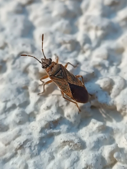 Arocatus longiceps - platánbodobács